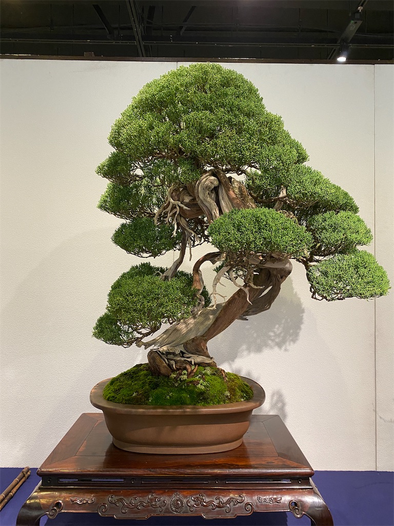 第96回 国風盆栽展 前期 - BONSAIちえ