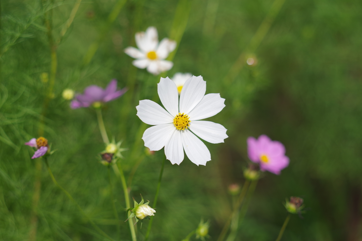 CARENAR 55mm F1.8 - 古レンズの風に吹かれて