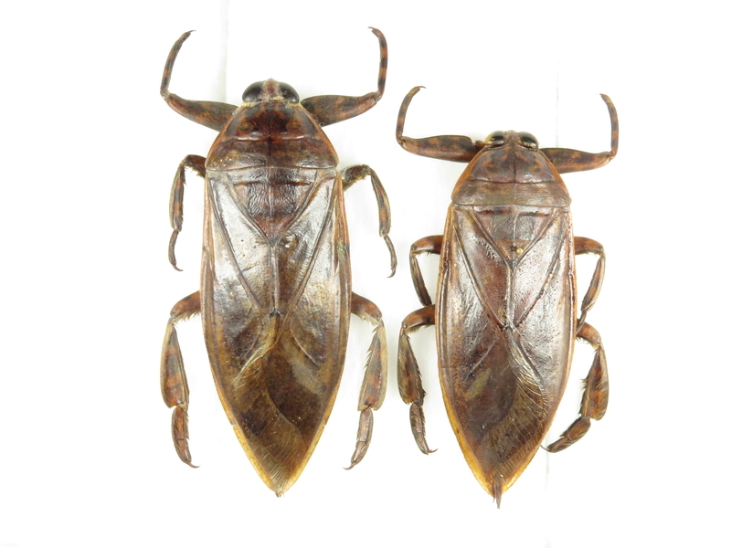 ナンベイオオタガメ 102mm(頭部〜羽先) 昆虫標本 タガメ 水生昆虫 標本