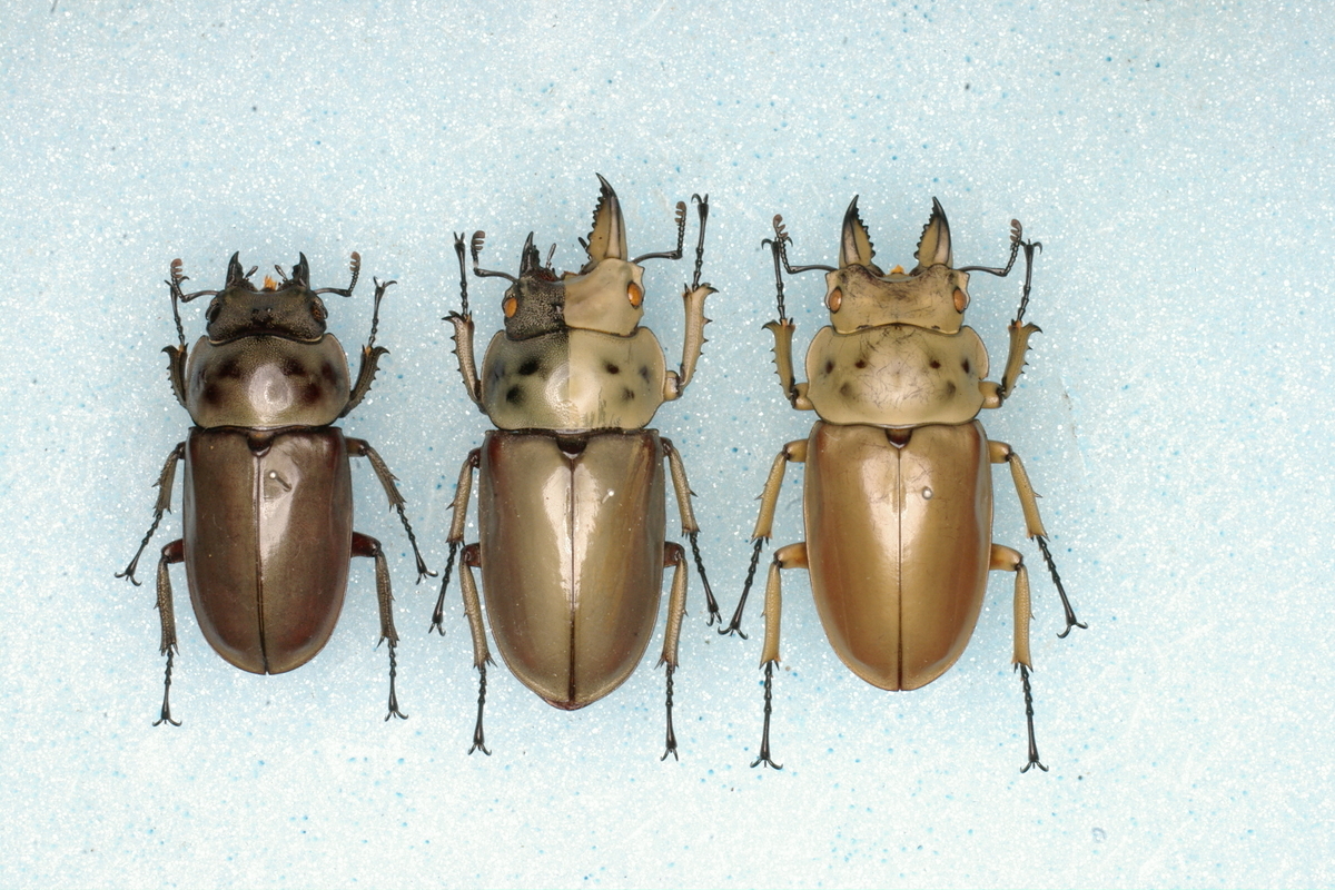 クワガタムシ 標本 雌雄型（♂♀型） - 虫研 ブログ