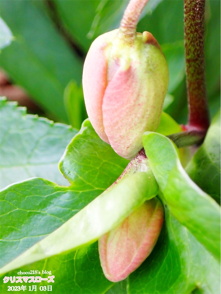 クリスマスローズの蕾 - choco218's blog