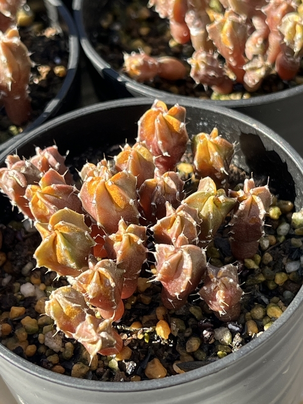 特大 古株 ランポー 鳳凰玉 ランポー玉 古株type 実生 A2317☆アストロ