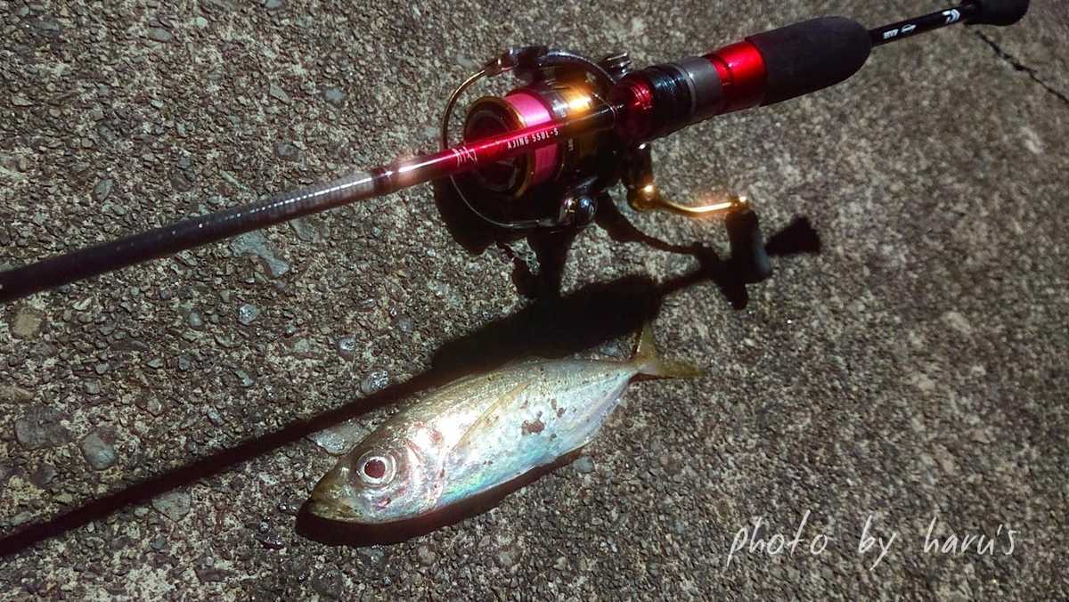 月下美人 AJING 55UL-S インプレ アジング 実釣 レビュー - 志摩尾鷲