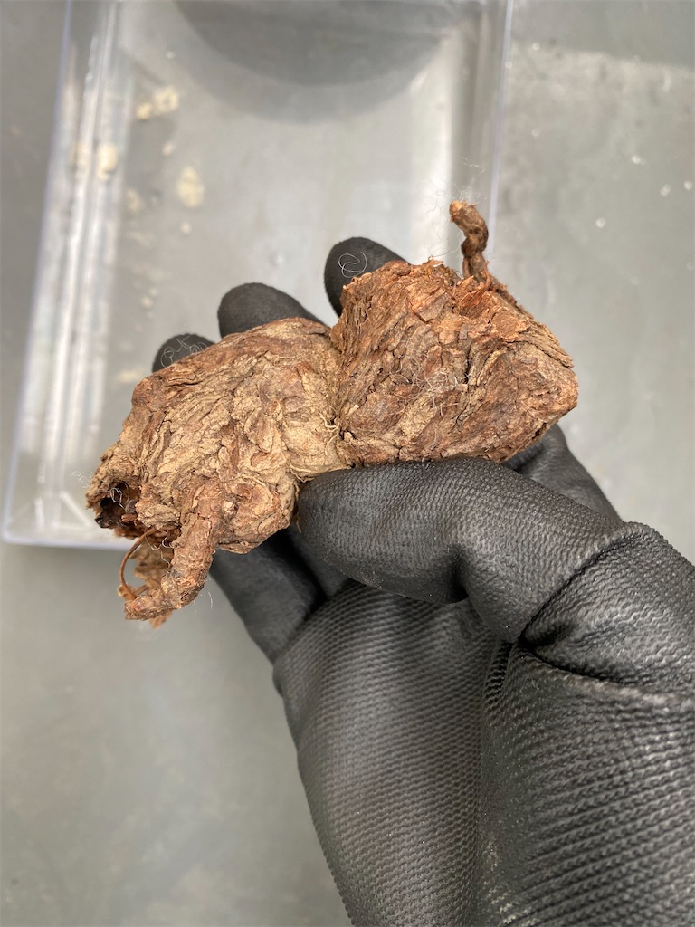 発根管理】初めてのペラルゴニウム•トリステ【冬型コーデックス