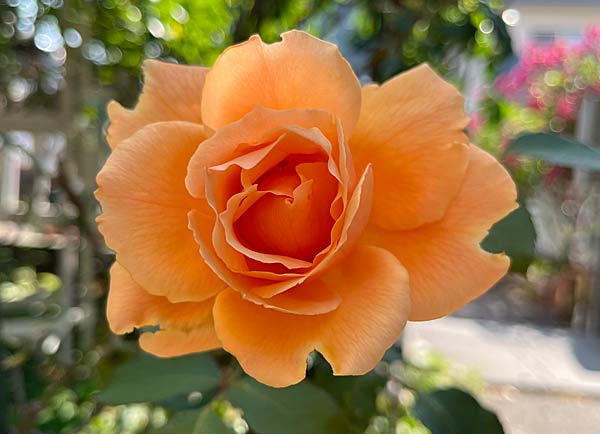 ジャストジョーイ！ - 日々是楽（Enjoy it every day！）