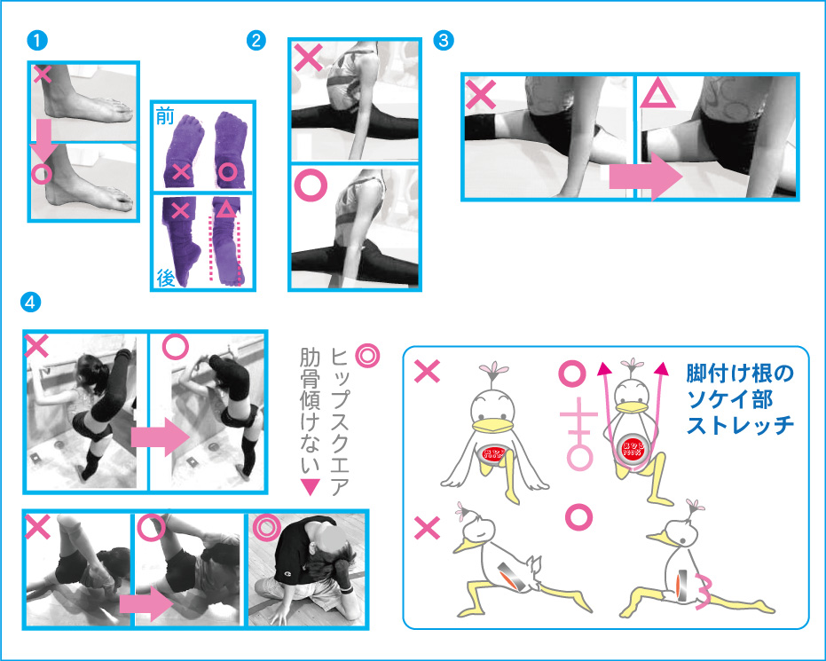 あひる青本：あひる解剖学理解体芯緒 | あひる解剖学 hatta method