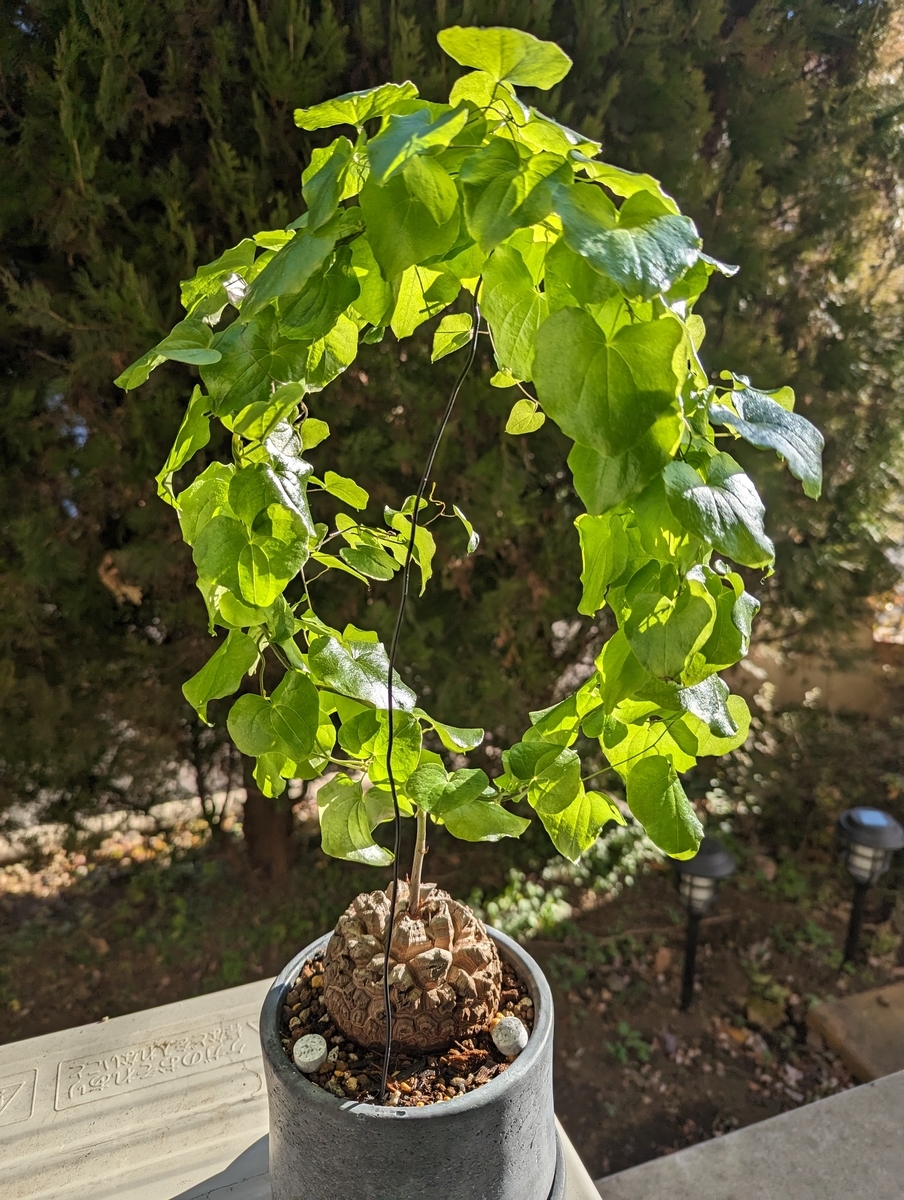 2023年、早速新しい亀甲竜をゲットしました！＋実生5年目アフリカ亀甲