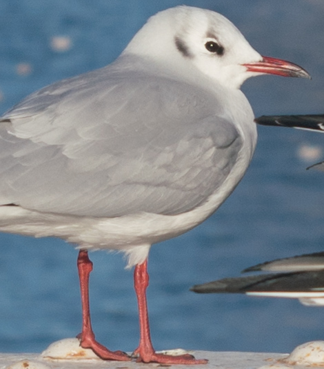 Carl Zeiss Jena Tessar 5cm F3.5 Contax - fortia's レビュー