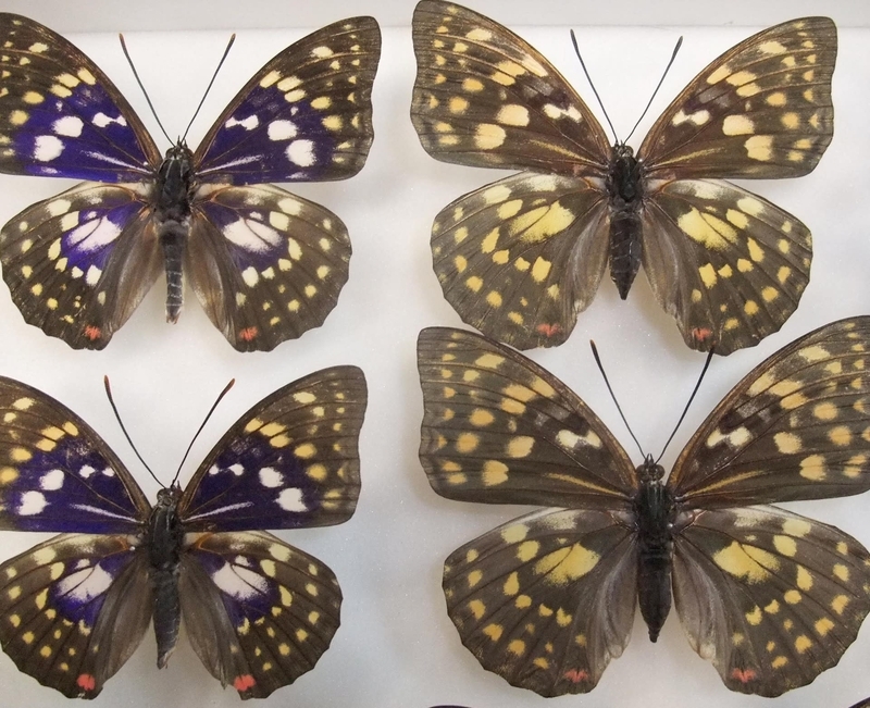 モルフォオオムラサキ。 - 蝶の国から