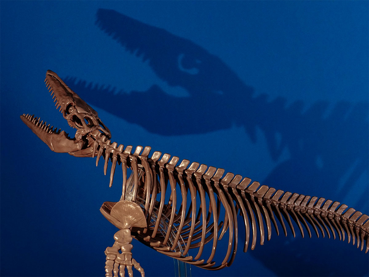 よみがえる海生爬虫類「1/32 Imaginary Skeleton モササウルス」のご