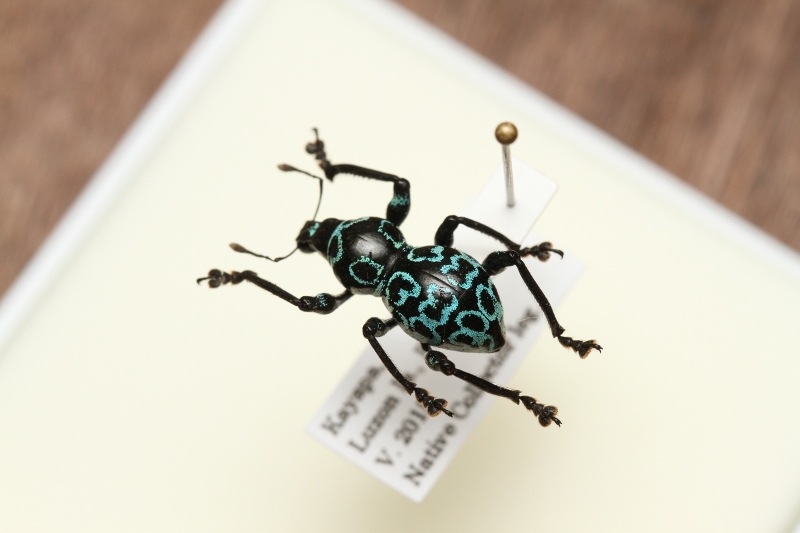 博ふぇす商品：カタゾウムシ(1) - うみねこ博物堂