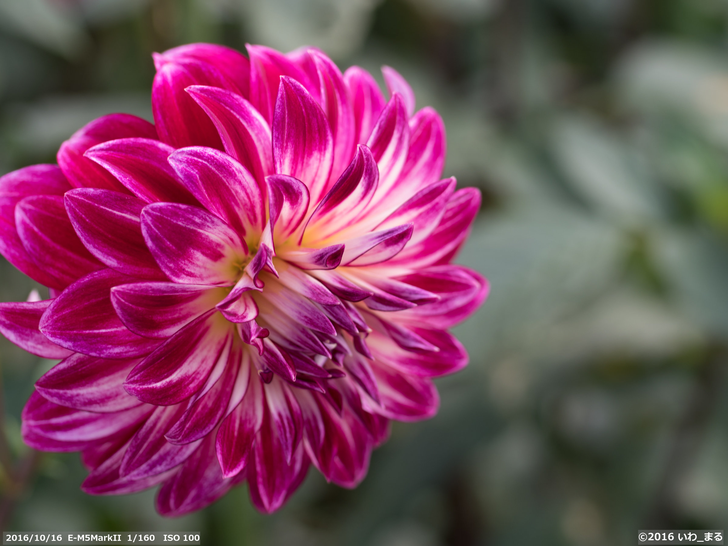 MINOLTA AF MACRO 50mm F2.8 New をマイクロフォーサーズで - photo