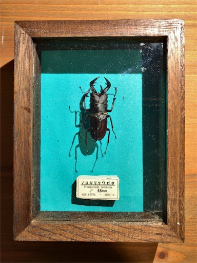 ノコギリクワガタ標本製作-その5軟化〜展足〜完成へ - JB の ワイド