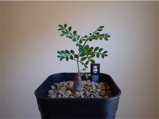 オペルクリカリア・パキプス(根挿し)と僕【誤って取れてしまったパワー