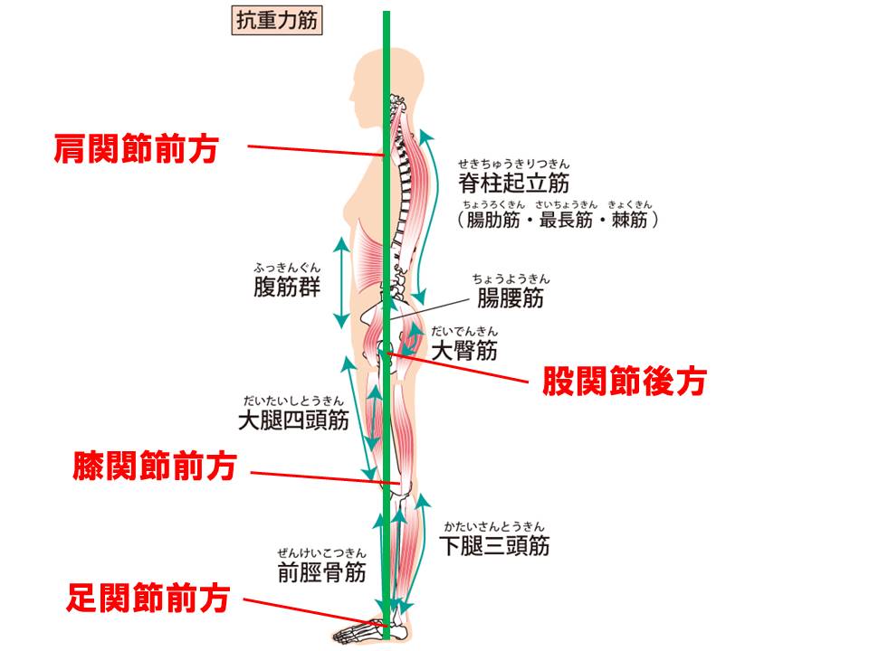基礎から学ぶ】立位姿勢・重心【運動学】 - PTOT国試対策 ー西島ゼミー