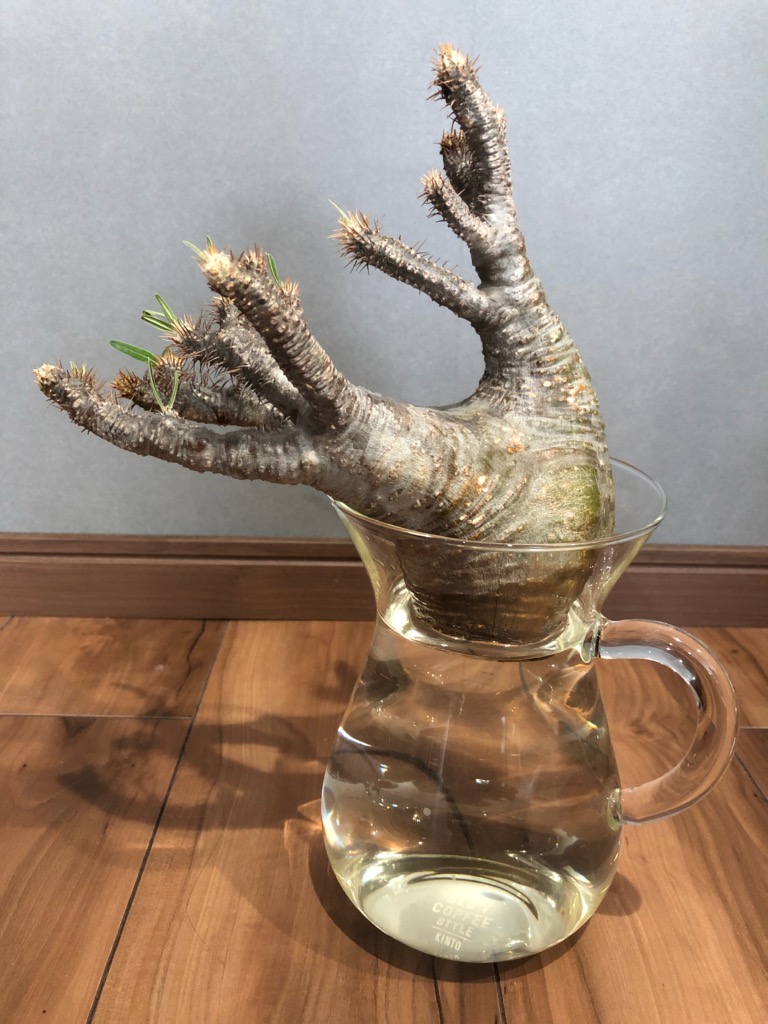 グラキリスの発根管理を水耕で行う その後① - KOCHITORA.TV