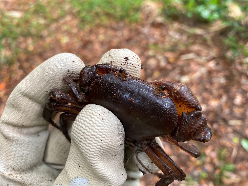 沖縄県 伊平屋島 採集記 - stag_beetle_japan