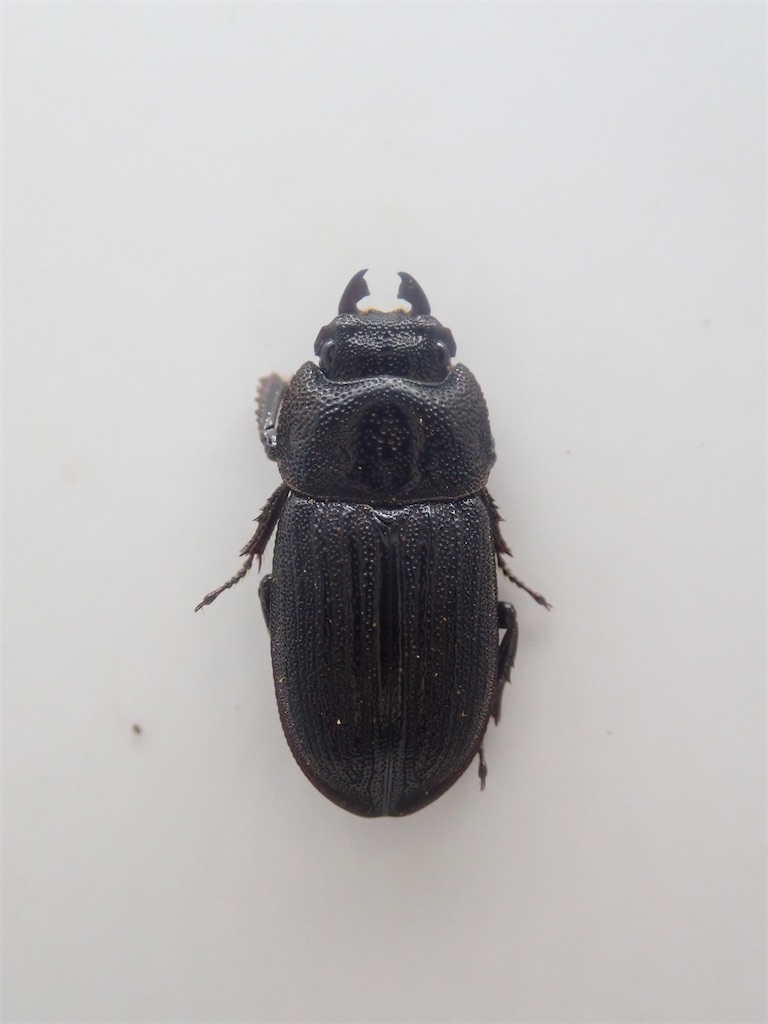 沖縄県 伊平屋島 採集記 - stag_beetle_japan