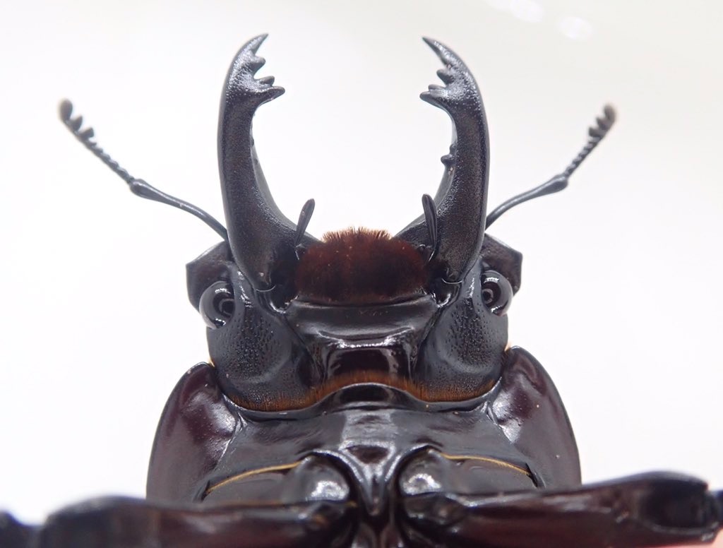 ヤエヤママルバネクワガタ (石垣島於茂登岳産) F4 飼育記録まとめ