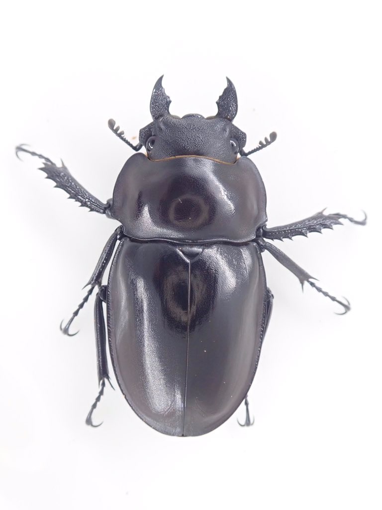 ヤエヤママルバネクワガタ (石垣島於茂登岳産) F4 飼育記録まとめ