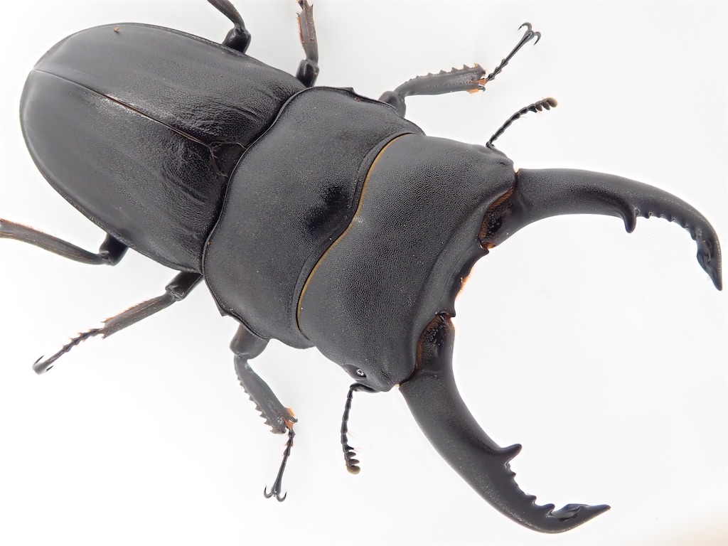 スジブトヒラタクワガタ（奄美大島産）CBF2 飼育記録まとめ