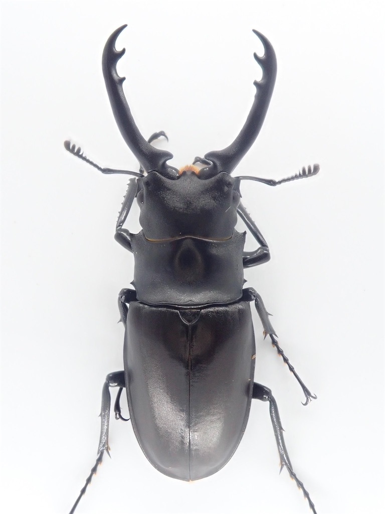 ギラファノコギリクワガタ（ティモール島産）F6 飼育記録まとめ