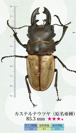 カステルナウツヤクワガタ（インドネシア共和国ベンクール州産）WF1