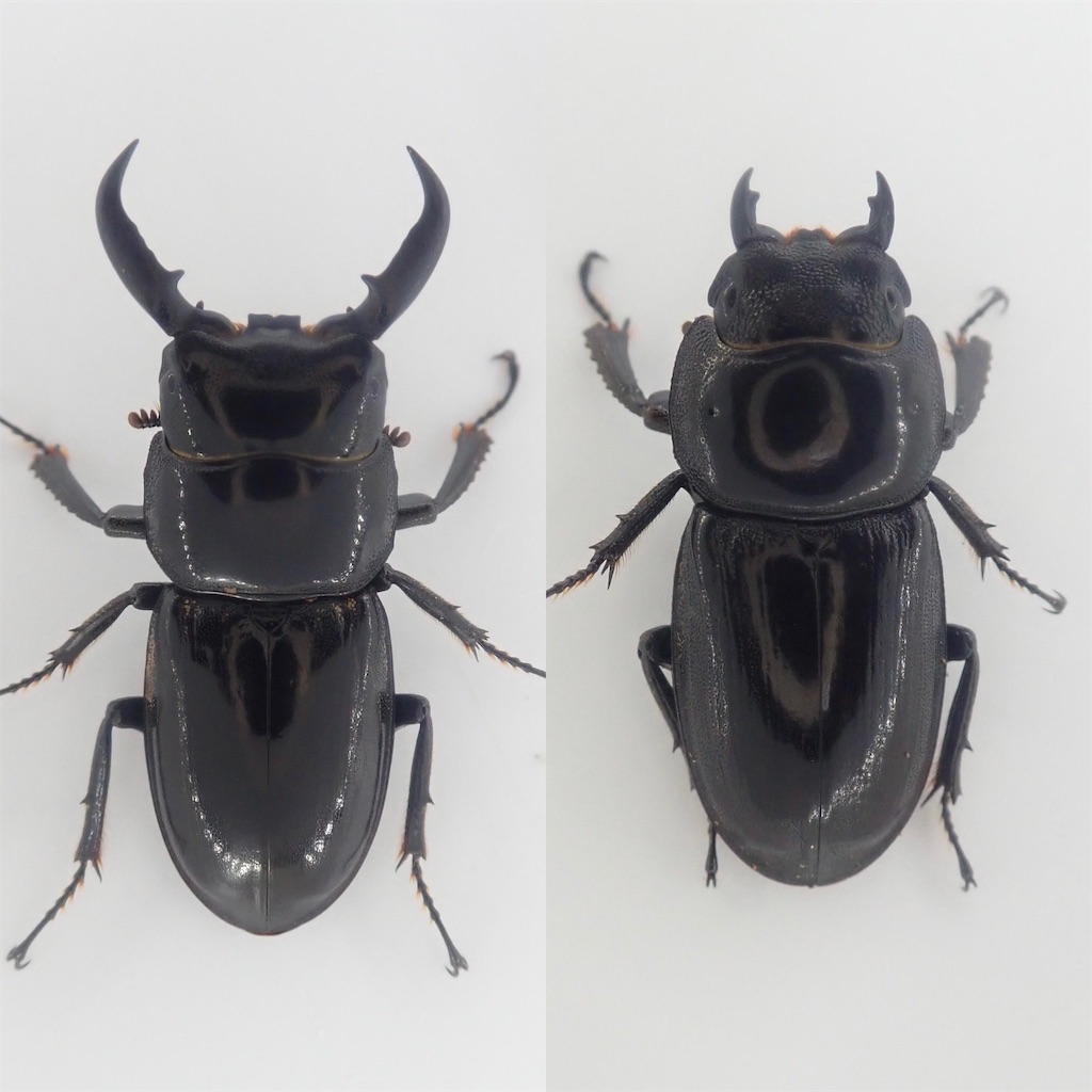 ハチジョウヒラタクワガタ A型（東京都八丈町某所産）WF1 飼育記録