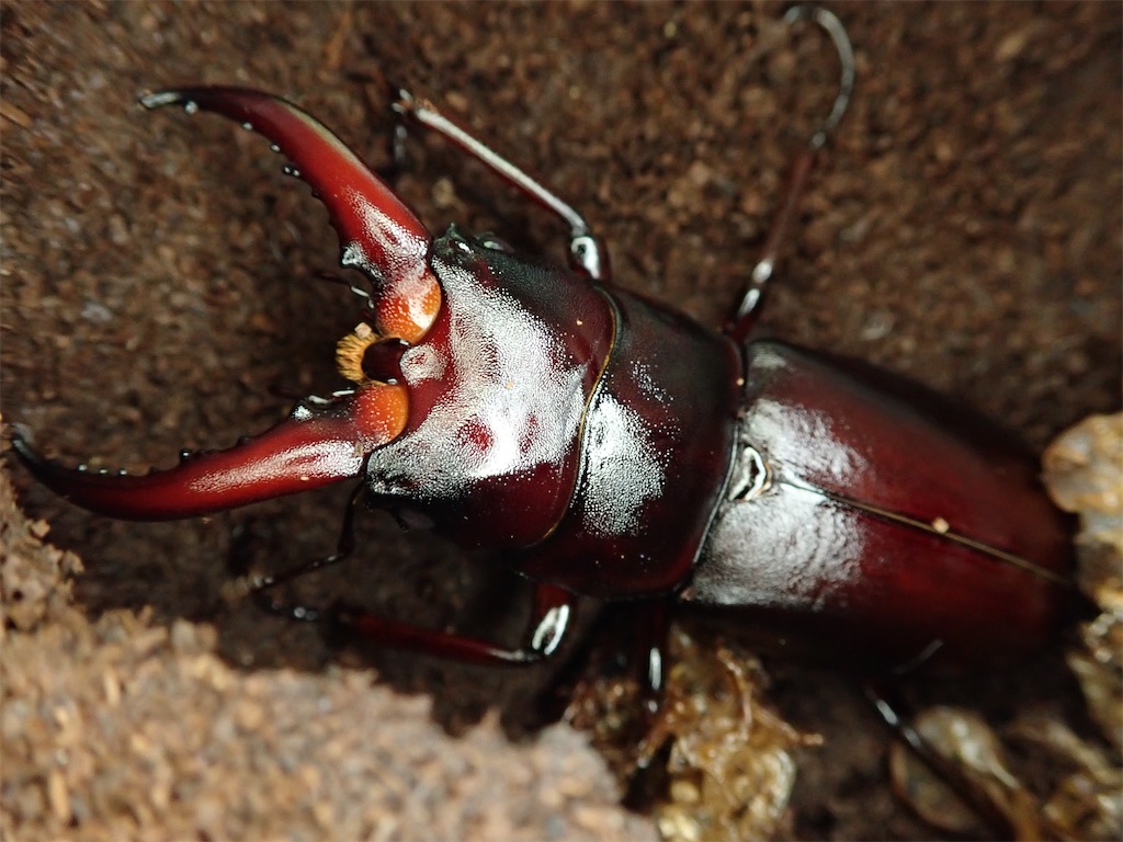 ハチジョウノコギリクワガタ（東京都八丈町産）WF1 飼育記録まとめ