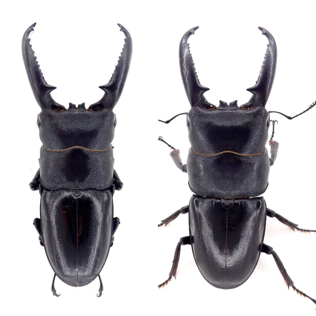 長崎県 対馬 チョウセンヒラタクワガタ 採集記 - stag_beetle_japan