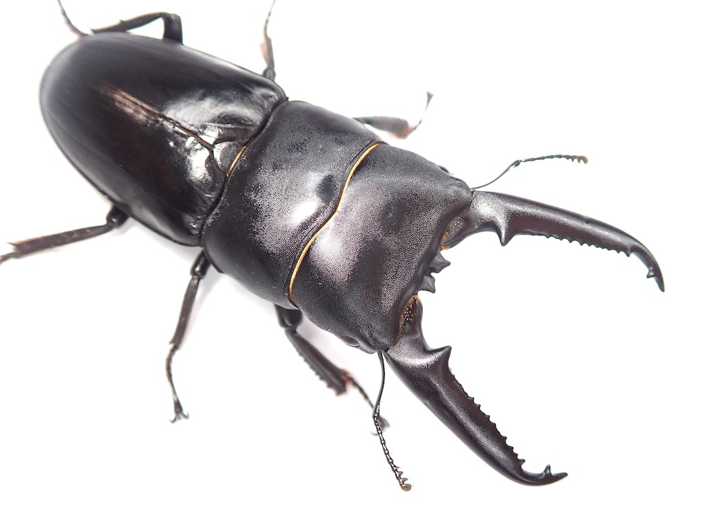 ツシマヒラタクワガタ （長崎県対馬市厳原町産） WF1 飼育記録まとめ