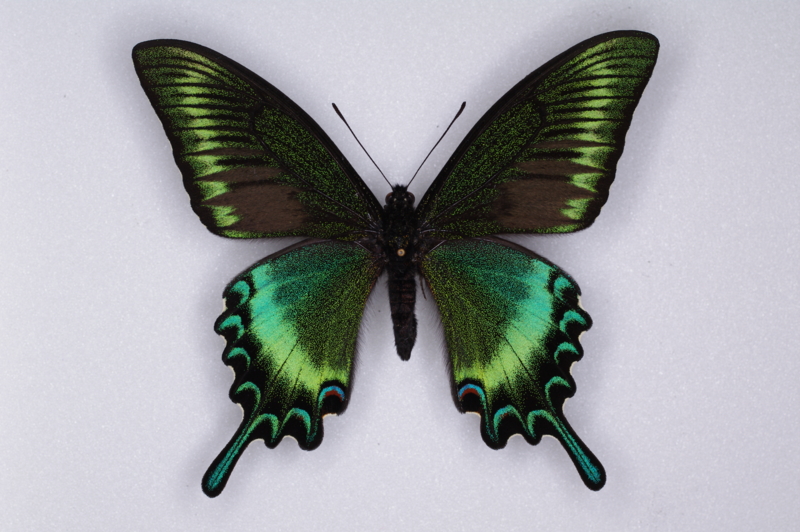 ミヤマカラスアゲハの標本 （オス）; 北海道産; 春型 i - 虫村の日記