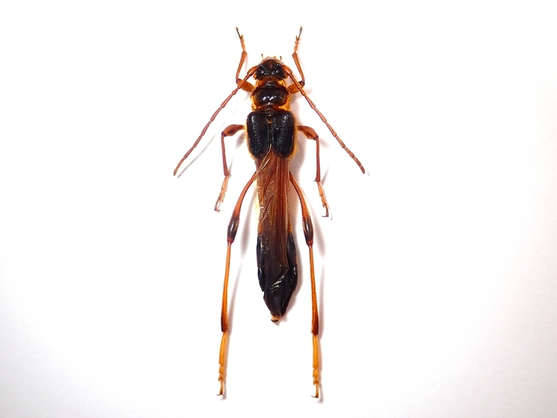 オニホソコバネカミキリ - こんちゅう探偵団