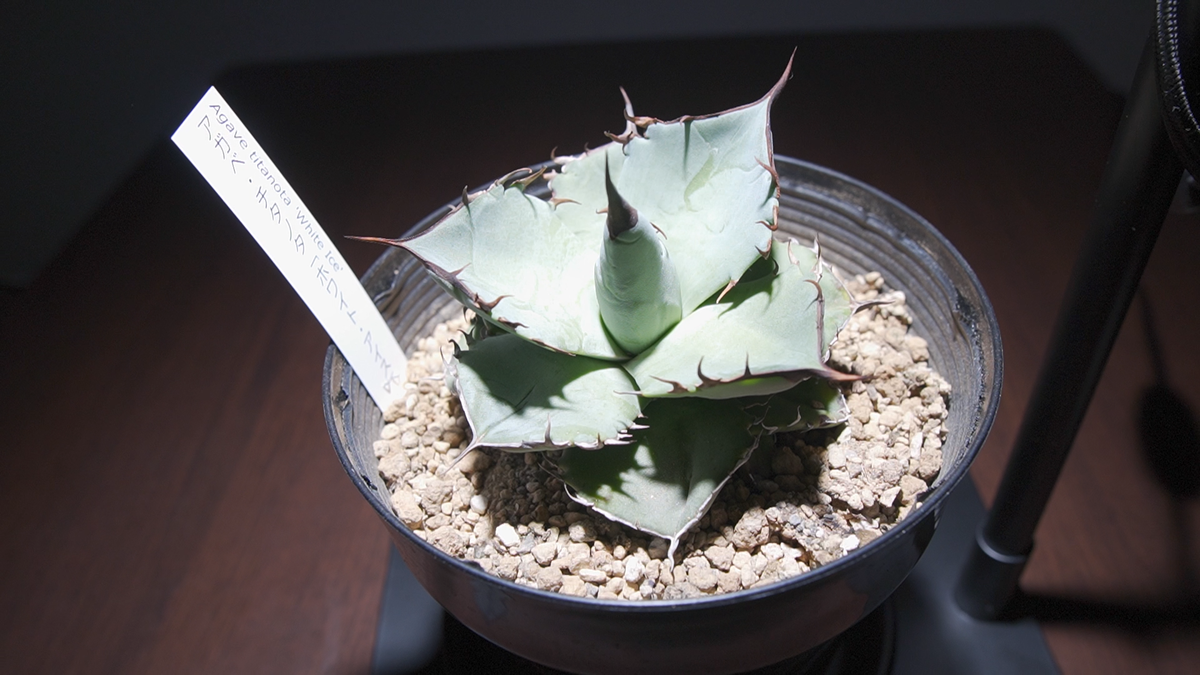 植物育成ライト】コスパ最高！植物育成用LEDライト「GL-X 6K」を