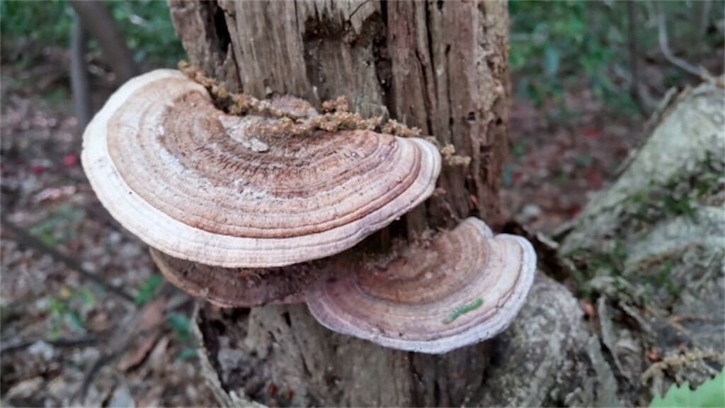 猿の腰掛】サルノコシカケはキノコの仲間なのか？ - アタマの中は花畑