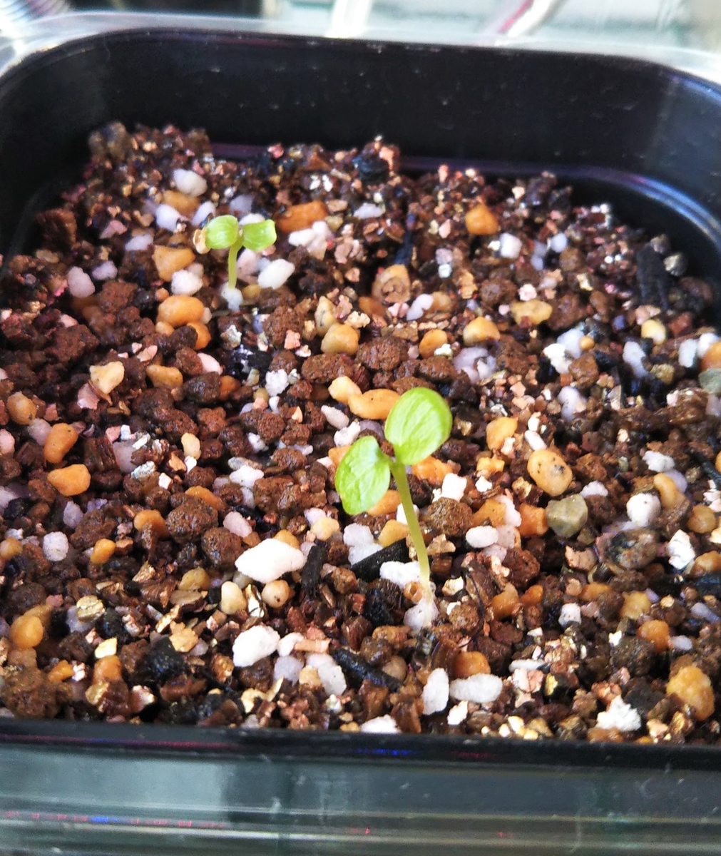 Dorstenia gigas ドルステニアギガス実生 1→4月の記録 - And Plants