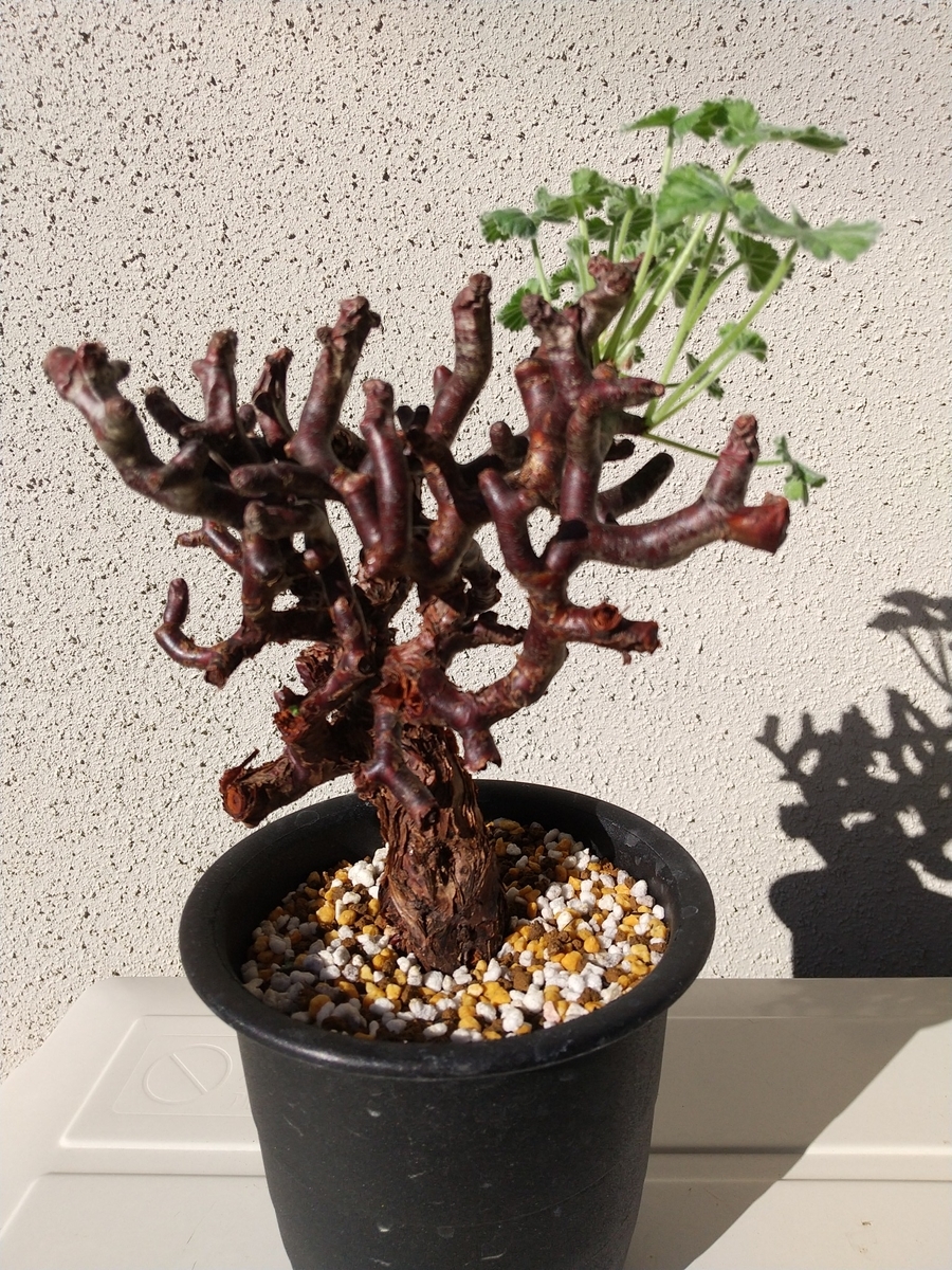 Pelargonium mirabile ペラルゴニム ミラビレ未発根を買うときに注意