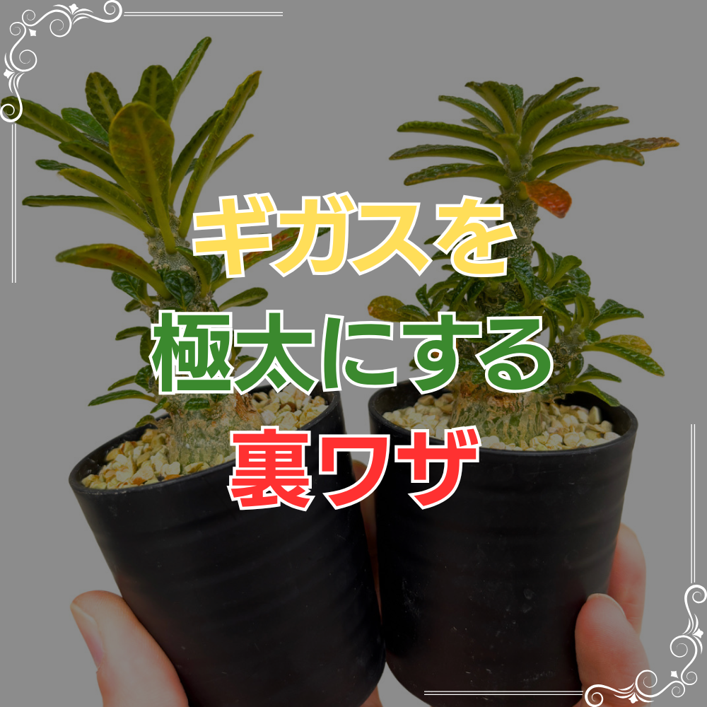 保存版】ドルステニア・ギガスの育て方｜丸く太らせるプロの技術を徹底