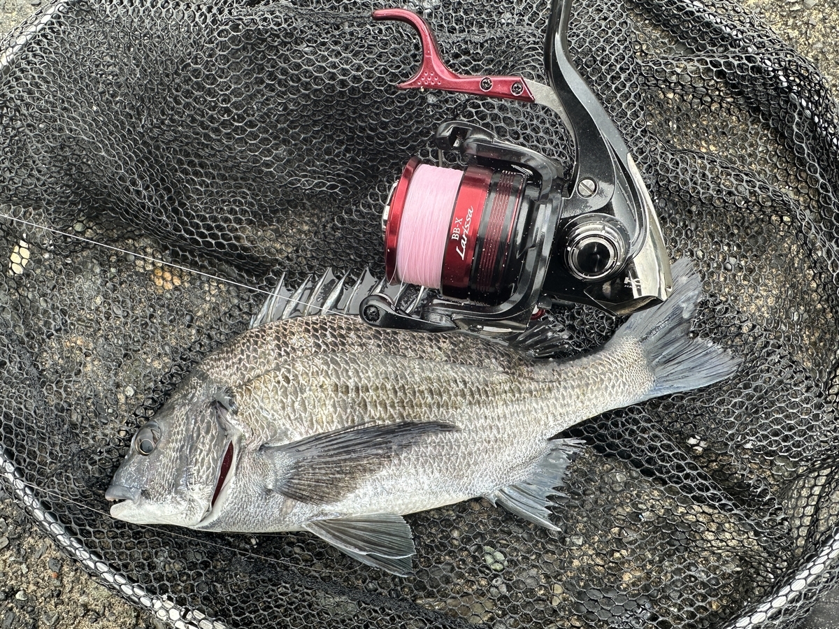 ダイワ23シグナス】実釣インプレ！チヌ釣りでの個人的評価と本音