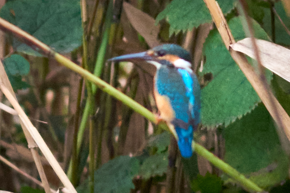 ニコンの望遠マクロレンズ「AI AF Micro-Nikkor 200mm f/4D IF-ED」で