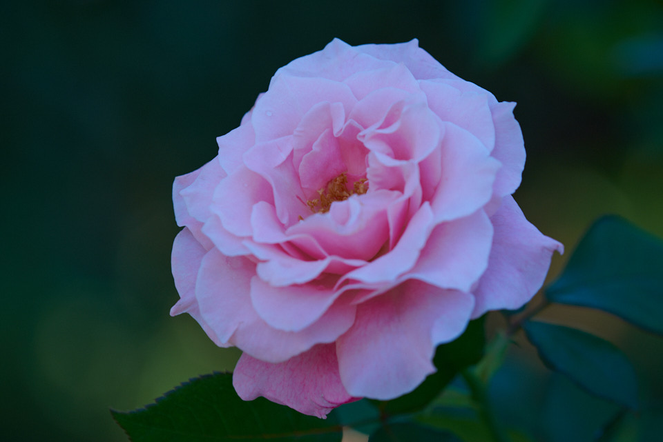 秀逸なマイナーレンズ、AI AF Micro-Nikkor 200mm f/4D IF-ED。ニコン