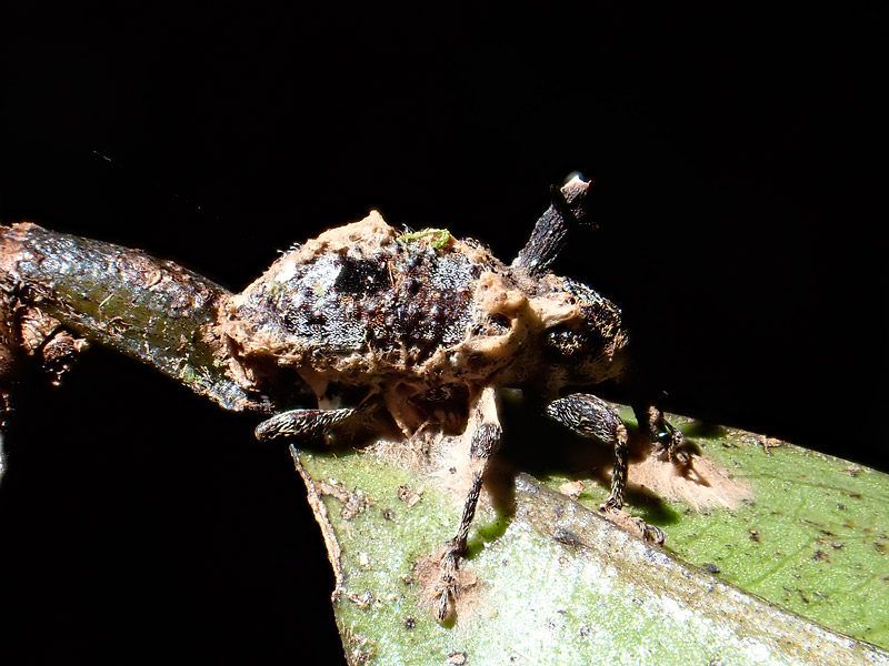 第165回 初飼育！ 冬虫夏草 | ナショナル ジオグラフィック日本版サイト