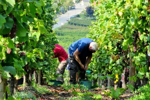 葡萄畑紀行［1］フランス アルザス7つの村、プロヴァンス・タヴェルと