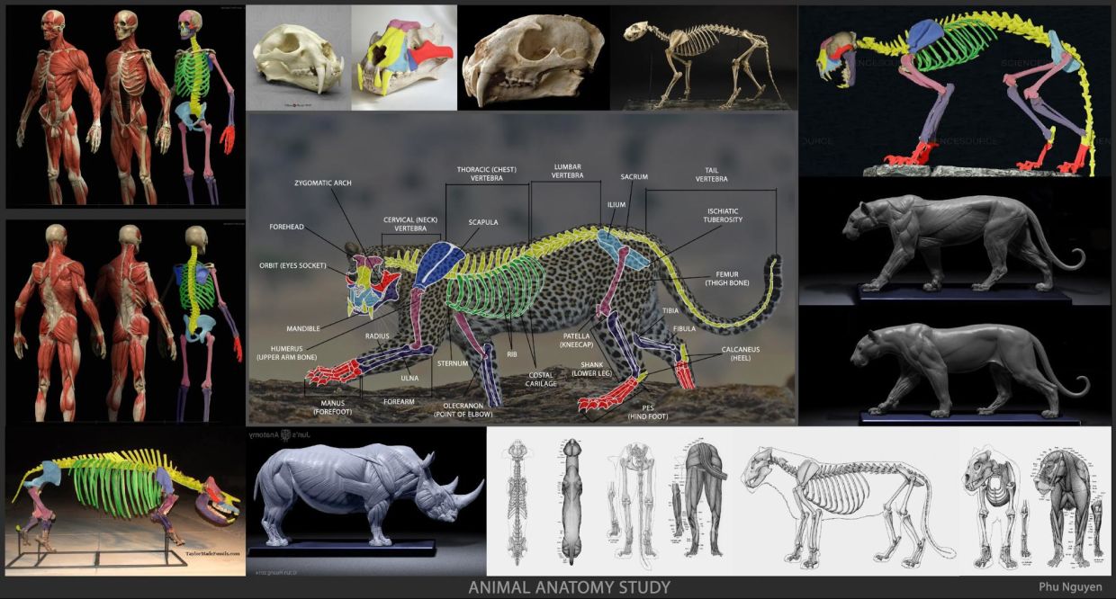 Animal Anatomy Production Guide
