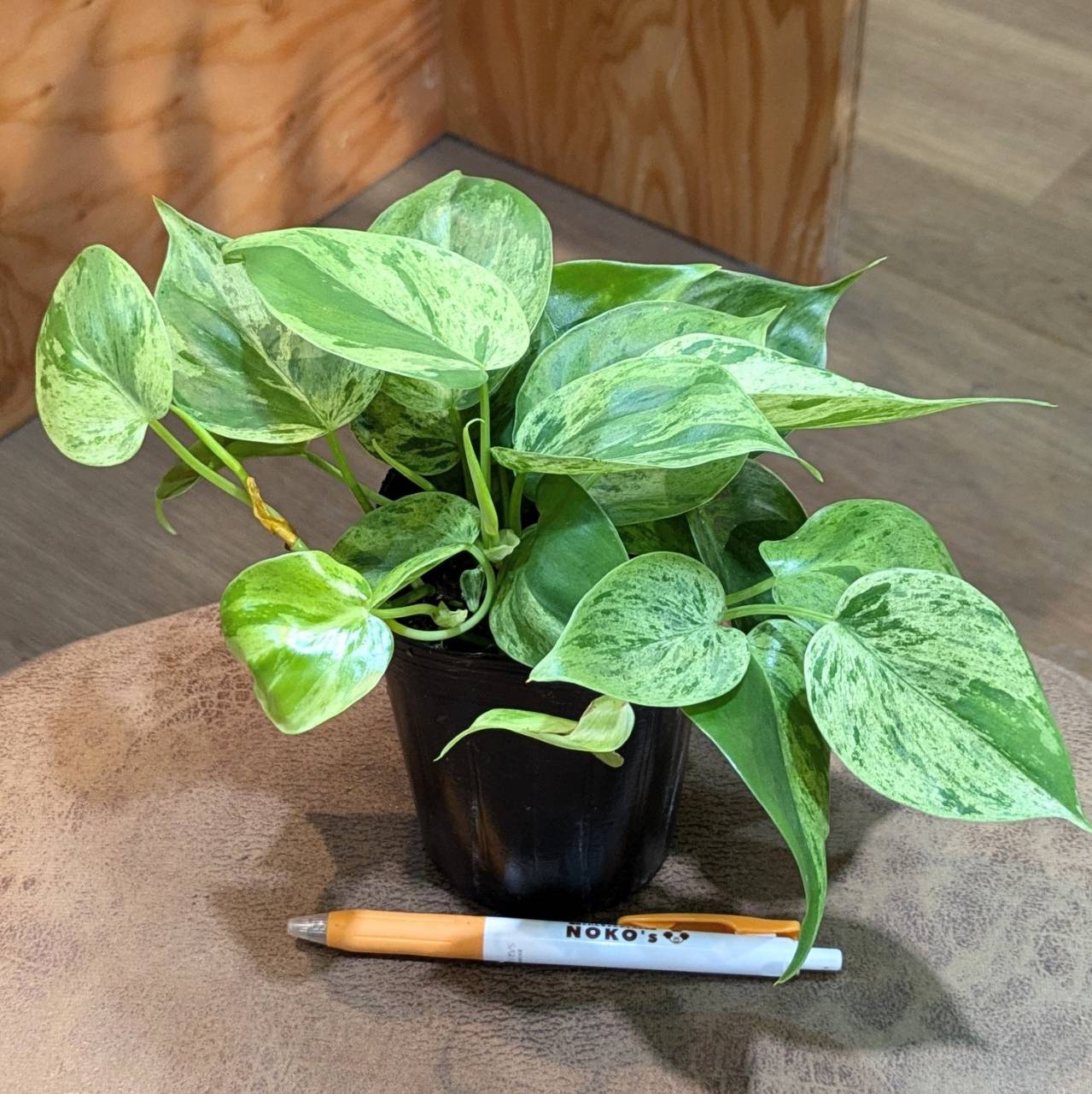 7月25日(木)☆入荷情報です☆ | NOKO's