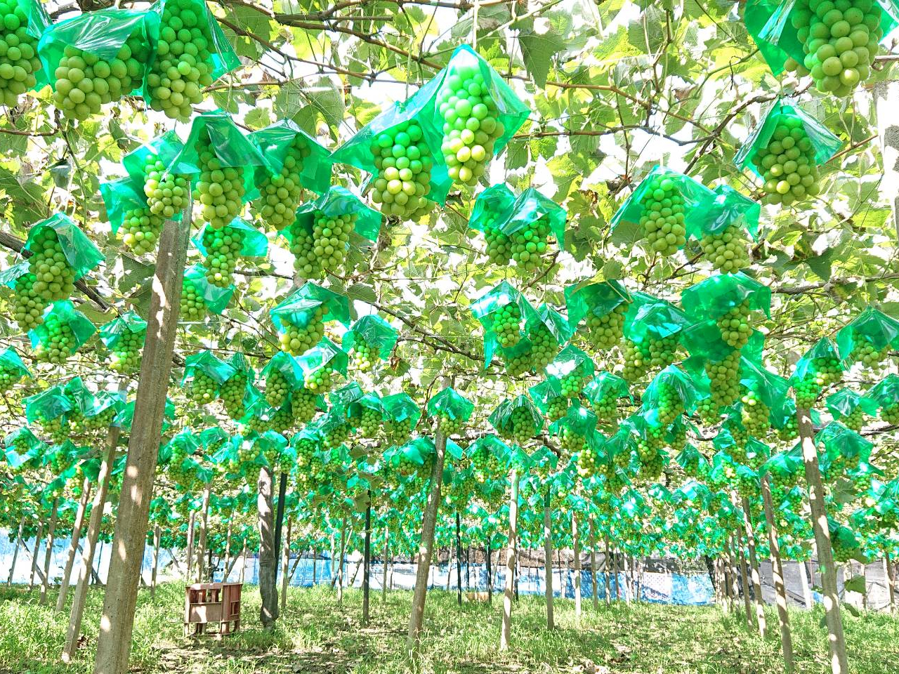 ☆時間制限無しシャインマスカット畑で食べ放題＋取り置きぶどう有りの