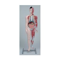 京都科学 人体解剖モデル”タッチゃんII”TMー90ーII K11120-000 1台 67