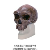ナリカ 古代人頭蓋骨模型(古代型ホモサピエンス) VP754N/1 M60-4608 1