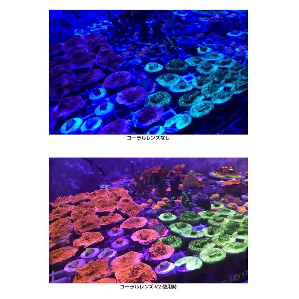 ZOOX コーラルレンズ V2 プラス 262621 1個（直送品） - アスクル