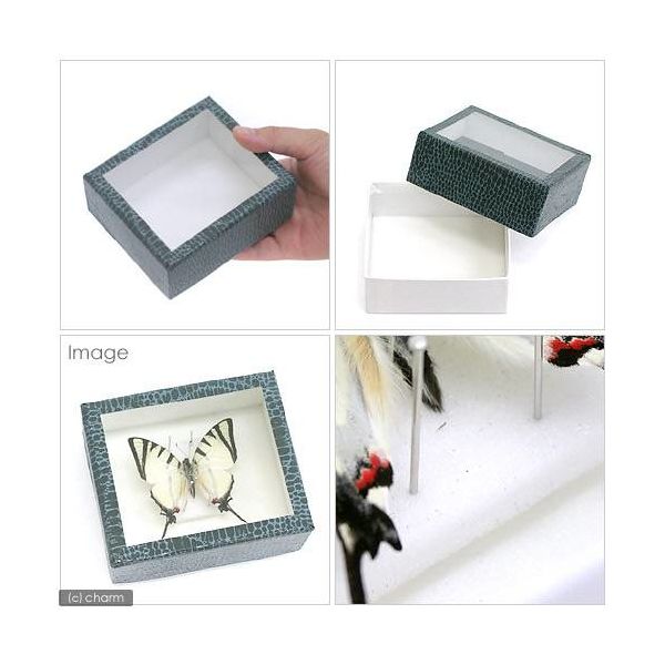 志賀昆虫普及社 志賀昆虫 標本作成セット(1~2匹用標本箱付き) 66893 1